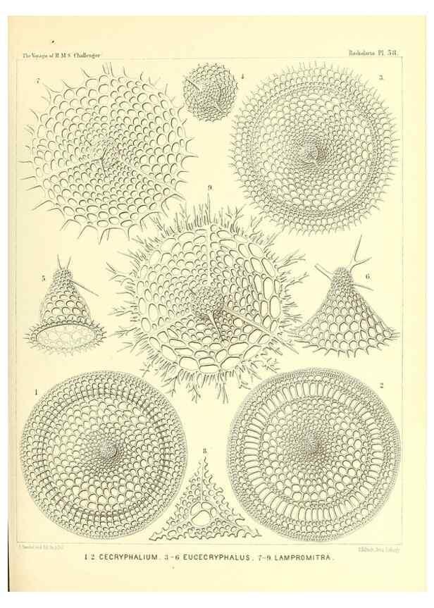 Reproducción/Reproduction 37096615515: Report on the scientific results of the voyage of H.M.S. Challenger during the years 1873-76 under the command of Captain George S. Nares .... Edinburgh :Neill,1880-1895.