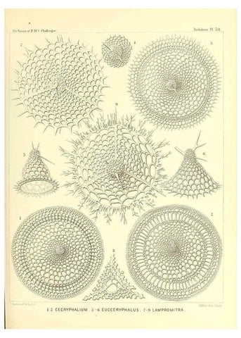 Reproducción/Reproduction 37096615515: Report on the scientific results of the voyage of H.M.S. Challenger during the years 1873-76 under the command of Captain George S. Nares .... Edinburgh :Neill,1880-1895.