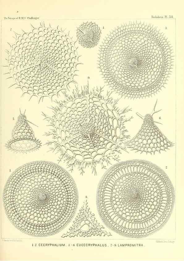 Reproducción/Reproduction 37096615515: Report on the scientific results of the voyage of H.M.S. Challenger during the years 1873-76 under the command of Captain George S. Nares .... Edinburgh :Neill,1880-1895.