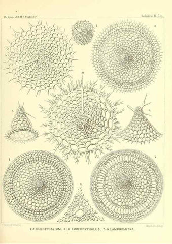 Reproducción/Reproduction 37096615515: Report on the scientific results of the voyage of H.M.S. Challenger during the years 1873-76 under the command of Captain George S. Nares .... Edinburgh :Neill,1880-1895.
