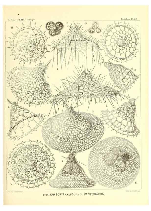 Reproducción/Reproduction 37096617755: Report on the scientific results of the voyage of H.M.S. Challenger during the years 1873-76 under the command of Captain George S. Nares .... Edinburgh :Neill,1880-1895.