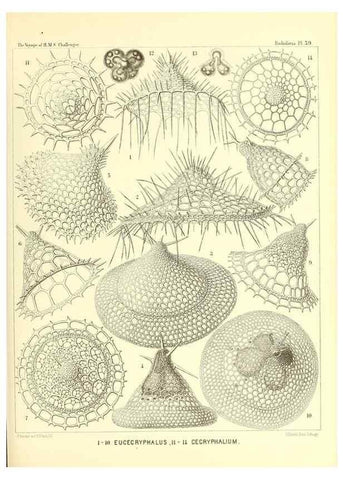 Reproducción/Reproduction 37096617755: Report on the scientific results of the voyage of H.M.S. Challenger during the years 1873-76 under the command of Captain George S. Nares .... Edinburgh :Neill,1880-1895.