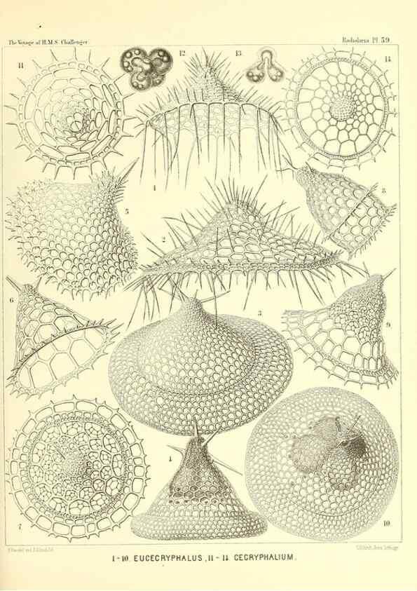 Reproducción/Reproduction 37096617755: Report on the scientific results of the voyage of H.M.S. Challenger during the years 1873-76 under the command of Captain George S. Nares .... Edinburgh :Neill,1880-1895.