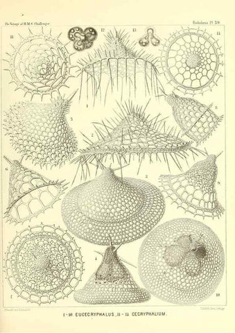 Reproducción/Reproduction 37096617755: Report on the scientific results of the voyage of H.M.S. Challenger during the years 1873-76 under the command of Captain George S. Nares .... Edinburgh :Neill,1880-1895.
