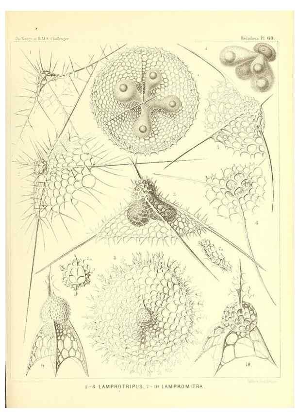 Reproducción/Reproduction 37096619675: Report on the scientific results of the voyage of H.M.S. Challenger during the years 1873-76 under the command of Captain George S. Nares .... Edinburgh :Neill,1880-1895.