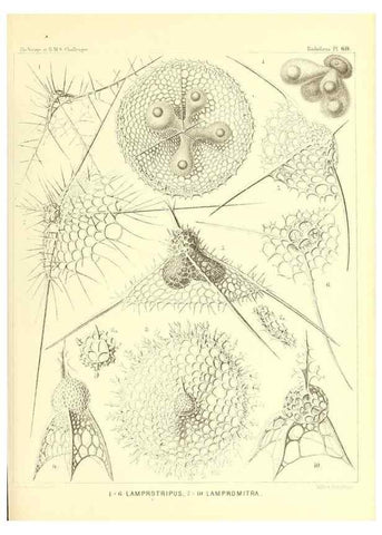 Reproducción/Reproduction 37096619675: Report on the scientific results of the voyage of H.M.S. Challenger during the years 1873-76 under the command of Captain George S. Nares .... Edinburgh :Neill,1880-1895.