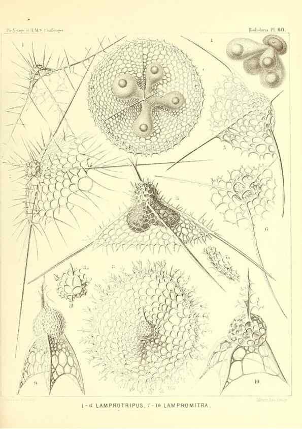 Reproducción/Reproduction 37096619675: Report on the scientific results of the voyage of H.M.S. Challenger during the years 1873-76 under the command of Captain George S. Nares .... Edinburgh :Neill,1880-1895.