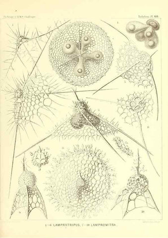 Reproducción/Reproduction 37096619675: Report on the scientific results of the voyage of H.M.S. Challenger during the years 1873-76 under the command of Captain George S. Nares .... Edinburgh :Neill,1880-1895.