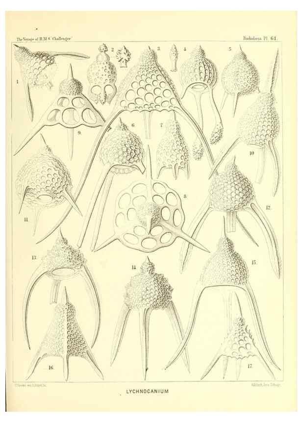 Reproducción/Reproduction 36700291170: Report on the scientific results of the voyage of H.M.S. Challenger during the years 1873-76 under the command of Captain George S. Nares .... Edinburgh :Neill,1880-1895.