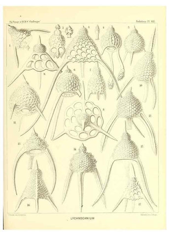 Reproducción/Reproduction 36700291170: Report on the scientific results of the voyage of H.M.S. Challenger during the years 1873-76 under the command of Captain George S. Nares .... Edinburgh :Neill,1880-1895.