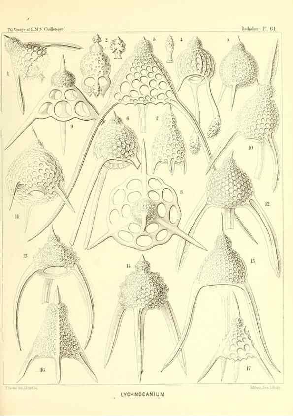 Reproducción/Reproduction 36700291170: Report on the scientific results of the voyage of H.M.S. Challenger during the years 1873-76 under the command of Captain George S. Nares .... Edinburgh :Neill,1880-1895.