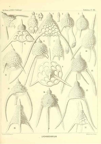 Reproducción/Reproduction 36700291170: Report on the scientific results of the voyage of H.M.S. Challenger during the years 1873-76 under the command of Captain George S. Nares .... Edinburgh :Neill,1880-1895.