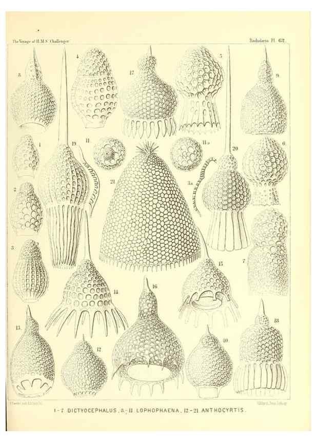 Reproducción/Reproduction 36700292670: Report on the scientific results of the voyage of H.M.S. Challenger during the years 1873-76 under the command of Captain George S. Nares .... Edinburgh :Neill,1880-1895.
