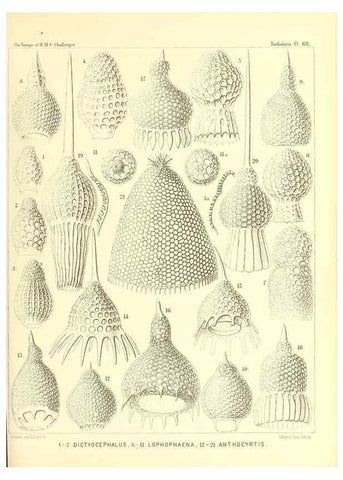 Reproducción/Reproduction 36700292670: Report on the scientific results of the voyage of H.M.S. Challenger during the years 1873-76 under the command of Captain George S. Nares .... Edinburgh :Neill,1880-1895.