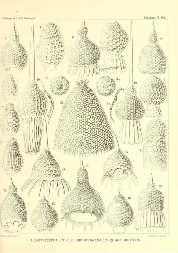 Reproducción/Reproduction 36700292670: Report on the scientific results of the voyage of H.M.S. Challenger during the years 1873-76 under the command of Captain George S. Nares .... Edinburgh :Neill,1880-1895.