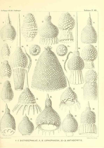 Reproducción/Reproduction 36700292670: Report on the scientific results of the voyage of H.M.S. Challenger during the years 1873-76 under the command of Captain George S. Nares .... Edinburgh :Neill,1880-1895.