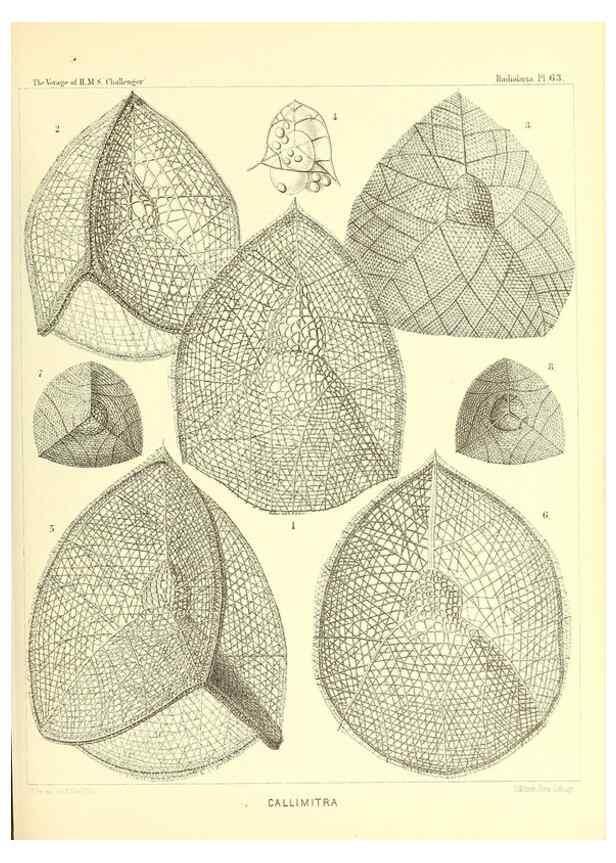 Reproducción/Reproduction 36700295120: Report on the scientific results of the voyage of H.M.S. Challenger during the years 1873-76 under the command of Captain George S. Nares .... Edinburgh :Neill,1880-1895.