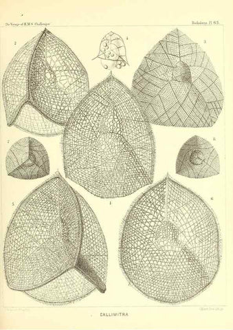 Reproducción/Reproduction 36700295120: Report on the scientific results of the voyage of H.M.S. Challenger during the years 1873-76 under the command of Captain George S. Nares .... Edinburgh :Neill,1880-1895.