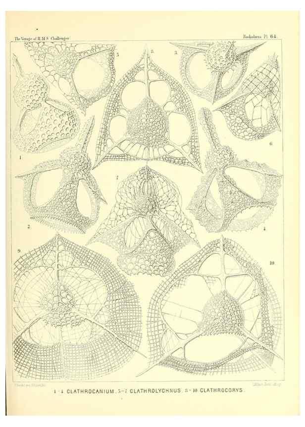 Reproducción/Reproduction 36700297300: Report on the scientific results of the voyage of H.M.S. Challenger during the years 1873-76 under the command of Captain George S. Nares .... Edinburgh :Neill,1880-1895.