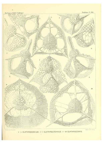 Reproducción/Reproduction 36700297300: Report on the scientific results of the voyage of H.M.S. Challenger during the years 1873-76 under the command of Captain George S. Nares .... Edinburgh :Neill,1880-1895.