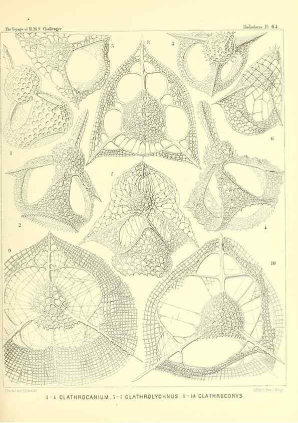 Reproducción/Reproduction 36700297300: Report on the scientific results of the voyage of H.M.S. Challenger during the years 1873-76 under the command of Captain George S. Nares .... Edinburgh :Neill,1880-1895.