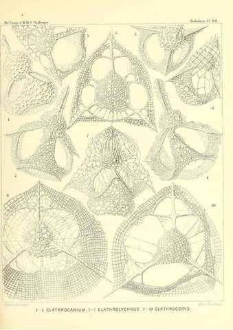 Reproducción/Reproduction 36700297300: Report on the scientific results of the voyage of H.M.S. Challenger during the years 1873-76 under the command of Captain George S. Nares .... Edinburgh :Neill,1880-1895.