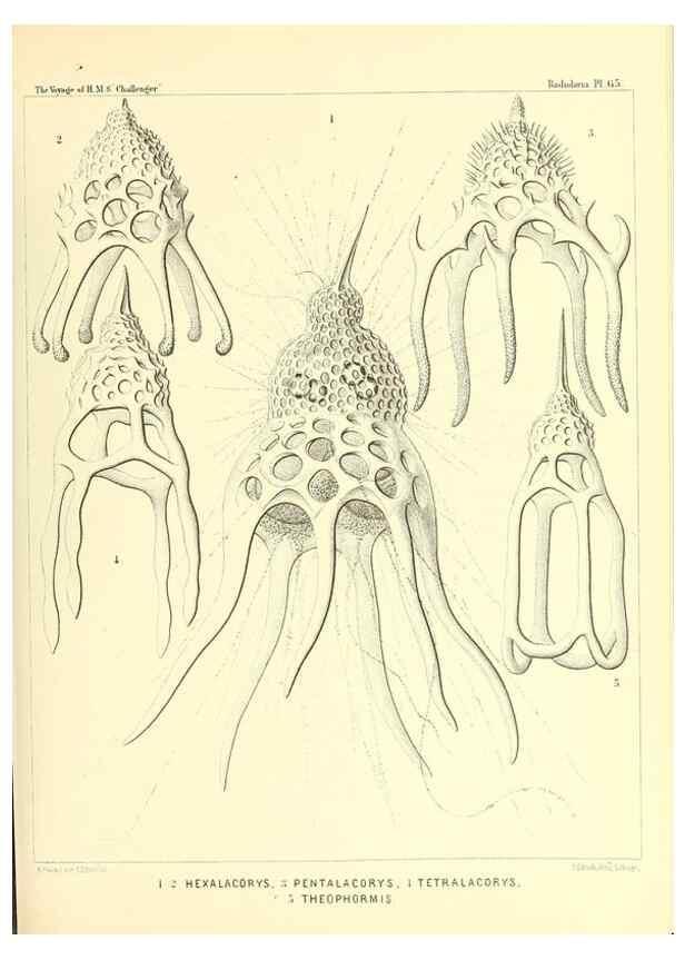 Reproducción/Reproduction 36700299610: Report on the scientific results of the voyage of H.M.S. Challenger during the years 1873-76 under the command of Captain George S. Nares .... Edinburgh :Neill,1880-1895.