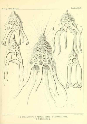 Reproducción/Reproduction 36700299610: Report on the scientific results of the voyage of H.M.S. Challenger during the years 1873-76 under the command of Captain George S. Nares .... Edinburgh :Neill,1880-1895.