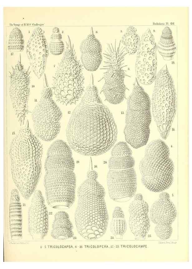 Reproducción/Reproduction 36700302430: Report on the scientific results of the voyage of H.M.S. Challenger during the years 1873-76 under the command of Captain George S. Nares .... Edinburgh :Neill,1880-1895.