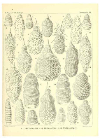 Reproducción/Reproduction 36700302430: Report on the scientific results of the voyage of H.M.S. Challenger during the years 1873-76 under the command of Captain George S. Nares .... Edinburgh :Neill,1880-1895.