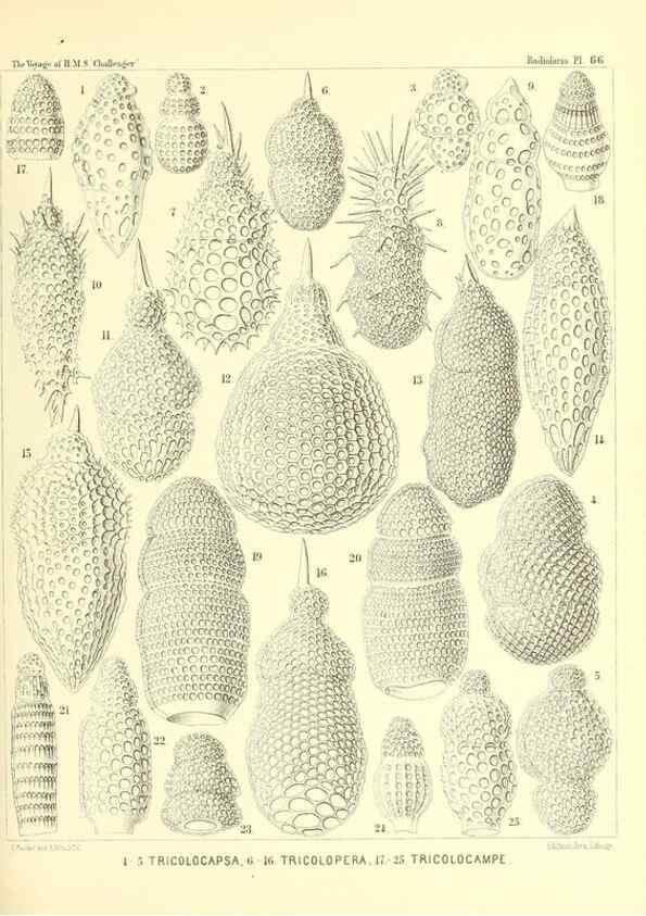 Reproducción/Reproduction 36700302430: Report on the scientific results of the voyage of H.M.S. Challenger during the years 1873-76 under the command of Captain George S. Nares .... Edinburgh :Neill,1880-1895.