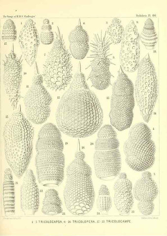 Reproducción/Reproduction 36700302430: Report on the scientific results of the voyage of H.M.S. Challenger during the years 1873-76 under the command of Captain George S. Nares .... Edinburgh :Neill,1880-1895.