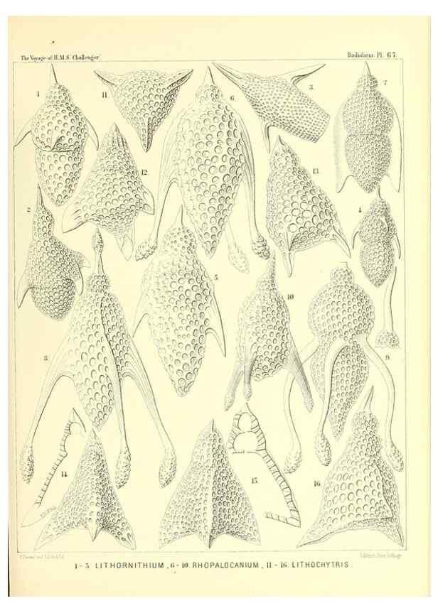 Reproducción/Reproduction 36261504654: Report on the scientific results of the voyage of H.M.S. Challenger during the years 1873-76 under the command of Captain George S. Nares .... Edinburgh :Neill,1880-1895.