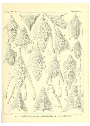 Reproducción/Reproduction 36261504654: Report on the scientific results of the voyage of H.M.S. Challenger during the years 1873-76 under the command of Captain George S. Nares .... Edinburgh :Neill,1880-1895.