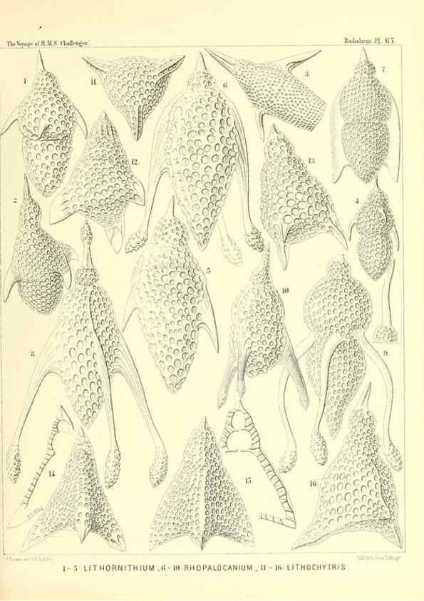 Reproducción/Reproduction 36261504654: Report on the scientific results of the voyage of H.M.S. Challenger during the years 1873-76 under the command of Captain George S. Nares .... Edinburgh :Neill,1880-1895.