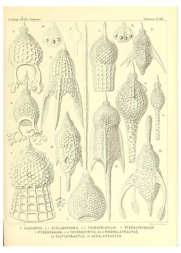 Reproducción/Reproduction 36261506274: Report on the scientific results of the voyage of H.M.S. Challenger during the years 1873-76 under the command of Captain George S. Nares .... Edinburgh :Neill,1880-1895.