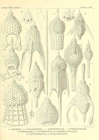 Reproducción/Reproduction 36261506274: Report on the scientific results of the voyage of H.M.S. Challenger during the years 1873-76 under the command of Captain George S. Nares .... Edinburgh :Neill,1880-1895.