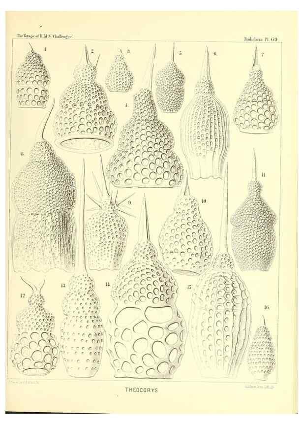 Reproducción/Reproduction 36261507884: Report on the scientific results of the voyage of H.M.S. Challenger during the years 1873-76 under the command of Captain George S. Nares .... Edinburgh :Neill,1880-1895.