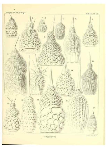 Reproducción/Reproduction 36261507884: Report on the scientific results of the voyage of H.M.S. Challenger during the years 1873-76 under the command of Captain George S. Nares .... Edinburgh :Neill,1880-1895.