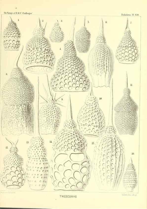 Reproducción/Reproduction 36261507884: Report on the scientific results of the voyage of H.M.S. Challenger during the years 1873-76 under the command of Captain George S. Nares .... Edinburgh :Neill,1880-1895.