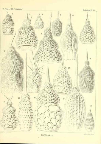 Reproducción/Reproduction 36261507884: Report on the scientific results of the voyage of H.M.S. Challenger during the years 1873-76 under the command of Captain George S. Nares .... Edinburgh :Neill,1880-1895.