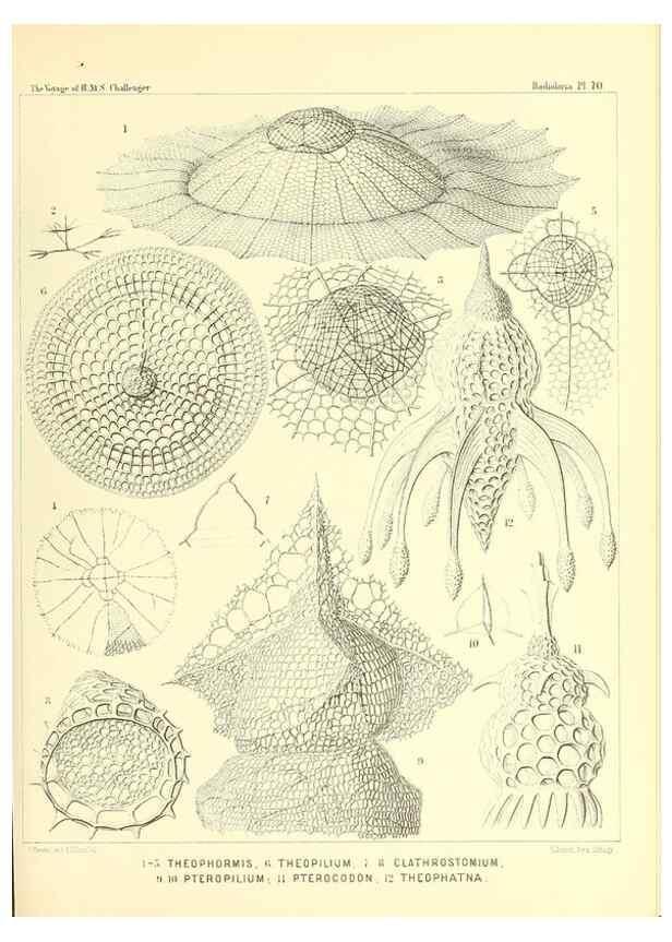 Reproducción/Reproduction 36261509504: Report on the scientific results of the voyage of H.M.S. Challenger during the years 1873-76 under the command of Captain George S. Nares .... Edinburgh :Neill,1880-1895.