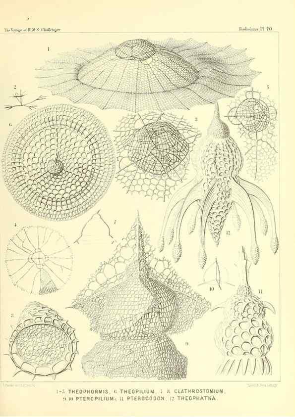 Reproducción/Reproduction 36261509504: Report on the scientific results of the voyage of H.M.S. Challenger during the years 1873-76 under the command of Captain George S. Nares .... Edinburgh :Neill,1880-1895.