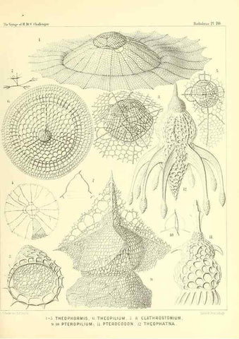 Reproducción/Reproduction 36261509504: Report on the scientific results of the voyage of H.M.S. Challenger during the years 1873-76 under the command of Captain George S. Nares .... Edinburgh :Neill,1880-1895.