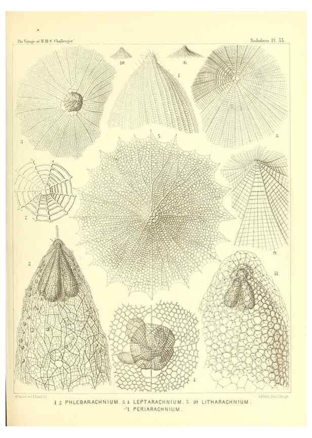 Reproducción/Reproduction 37096607925: Report on the scientific results of the voyage of H.M.S. Challenger during the years 1873-76 under the command of Captain George S. Nares .... Edinburgh :Neill,1880-1895.