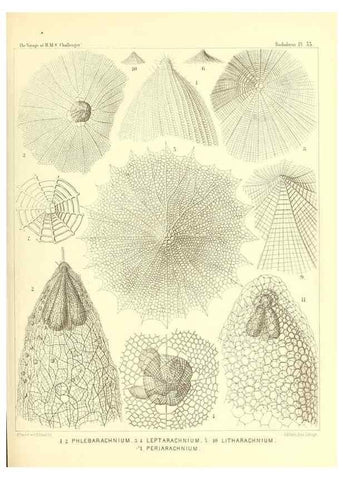 Reproducción/Reproduction 37096607925: Report on the scientific results of the voyage of H.M.S. Challenger during the years 1873-76 under the command of Captain George S. Nares .... Edinburgh :Neill,1880-1895.