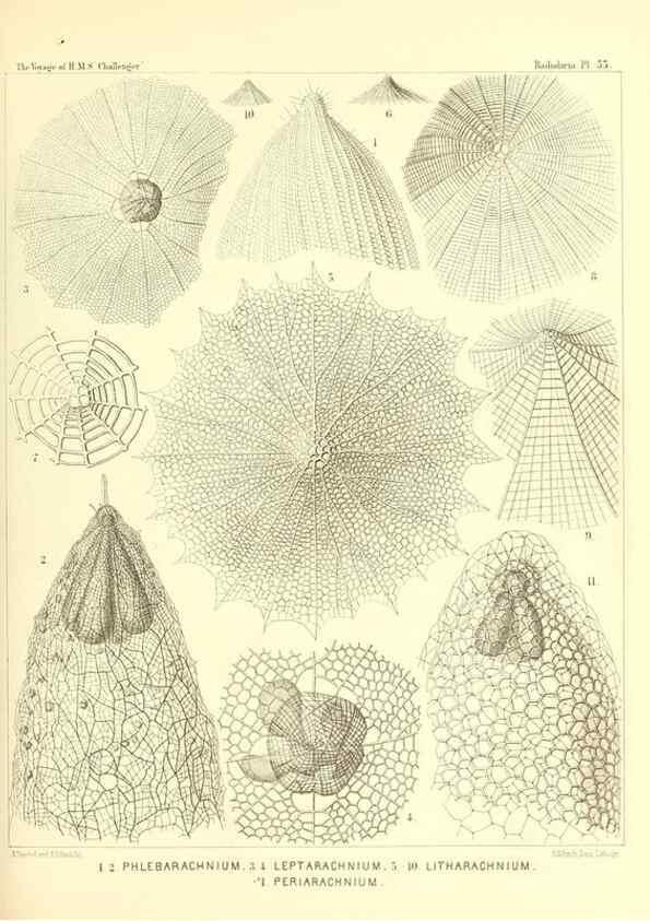 Reproducción/Reproduction 37096607925: Report on the scientific results of the voyage of H.M.S. Challenger during the years 1873-76 under the command of Captain George S. Nares .... Edinburgh :Neill,1880-1895.