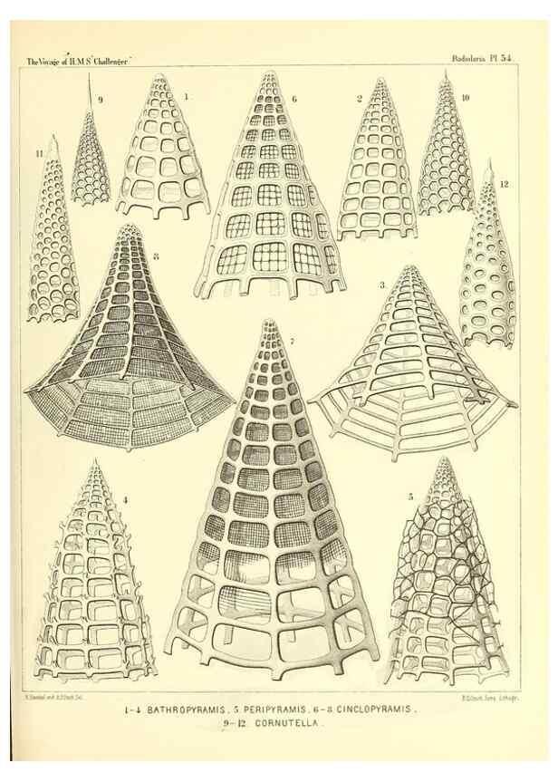 Reproducción/Reproduction 37096606215: Report on the scientific results of the voyage of H.M.S. Challenger during the years 1873-76 under the command of Captain George S. Nares .... Edinburgh :Neill,1880-1895.