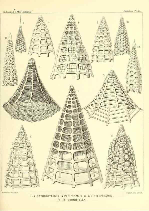 Reproducción/Reproduction 37096606215: Report on the scientific results of the voyage of H.M.S. Challenger during the years 1873-76 under the command of Captain George S. Nares .... Edinburgh :Neill,1880-1895.