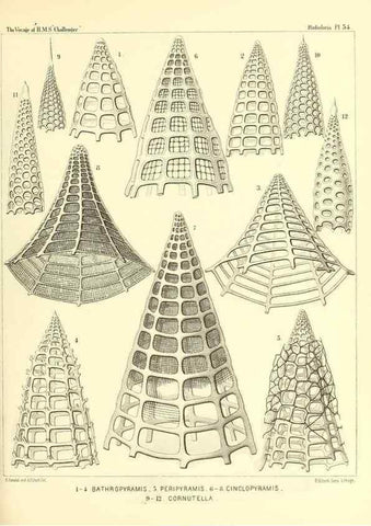 Reproducción/Reproduction 37096606215: Report on the scientific results of the voyage of H.M.S. Challenger during the years 1873-76 under the command of Captain George S. Nares .... Edinburgh :Neill,1880-1895.